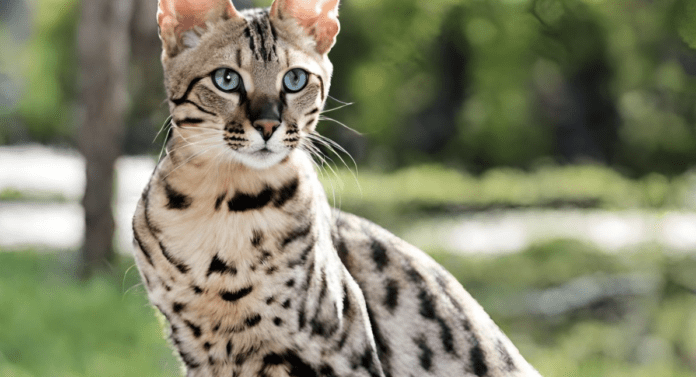 How Much Does a Savannah Cat Cost? Guide 2024